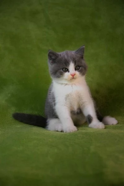Gattini British Shorthair