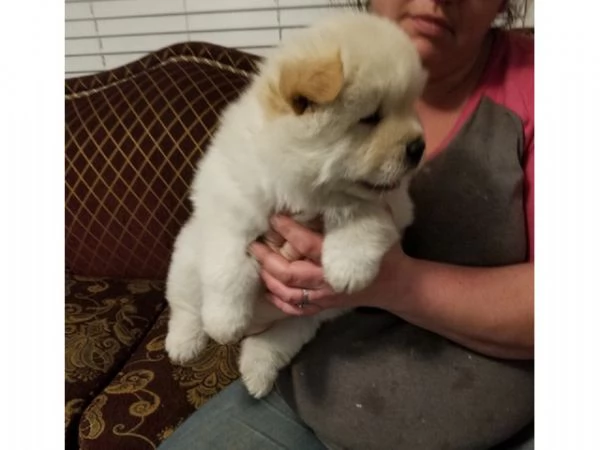 Cuccioli di Chow Chow