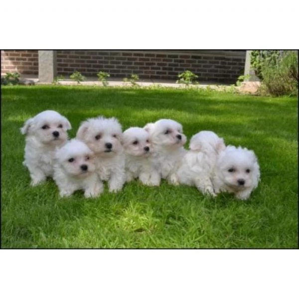 Cuccioli di maltese nati qui bellissimi piccoli e longevi