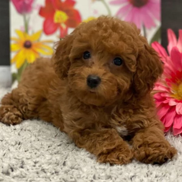 Cucciolo di barboncino maschio e femmina