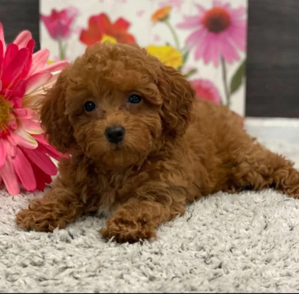 Cucciolo di barboncino maschio e femmina | Foto 0