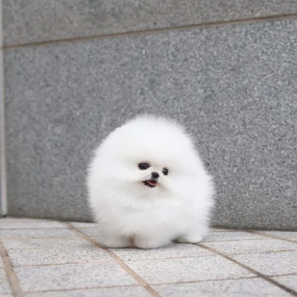 Cucciolo di Pomerania maschio e femmina