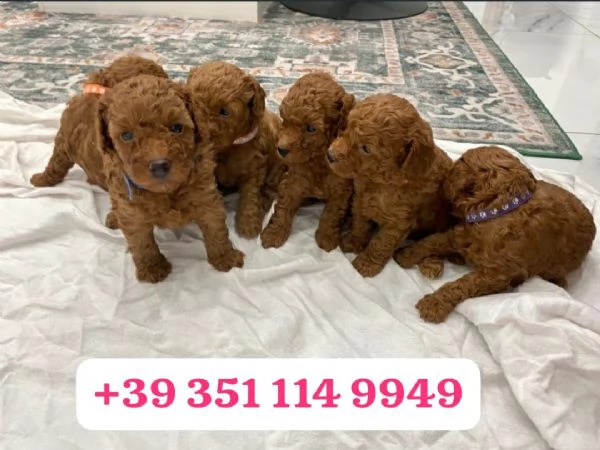 regala i nostri cuccioli di barboncino maschi e femmine