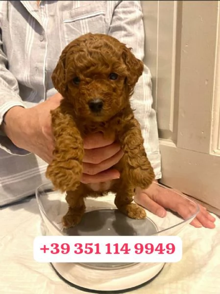 regala i nostri cuccioli di barboncino maschi e femmine | Foto 1