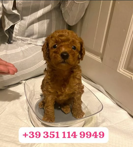 regala i nostri cuccioli di barboncino maschi e femmine | Foto 0