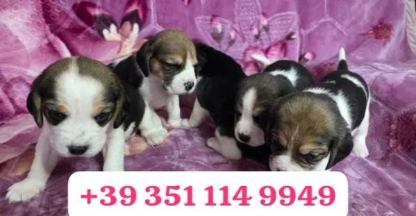 regala i nostri cuccioli di  Beagle maschi e femmine | Foto 0