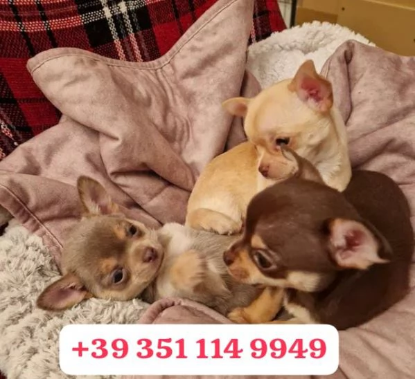 regala i nostri cuccioli di  Chihuahua maschi e femmine