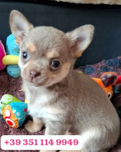 regala i nostri cuccioli di  Chihuahua maschi e femmine | Foto 0
