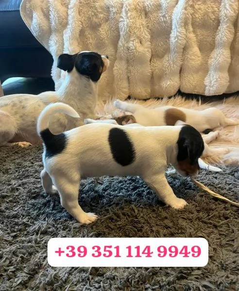 regala i nostri cuccioli di  Jack Russel maschi e femmine | Foto 1