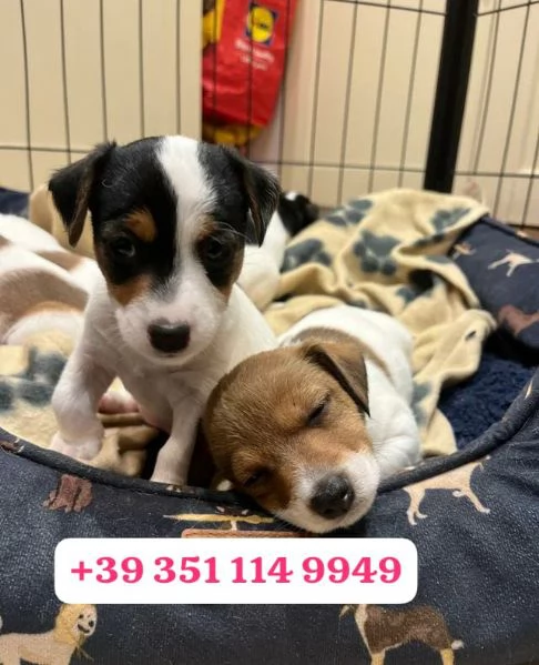 regala i nostri cuccioli di  Jack Russel maschi e femmine