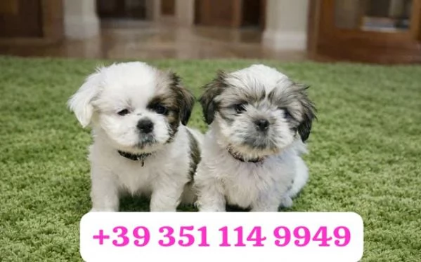 regala i nostri cuccioli di  Shitzu maschi e femmine