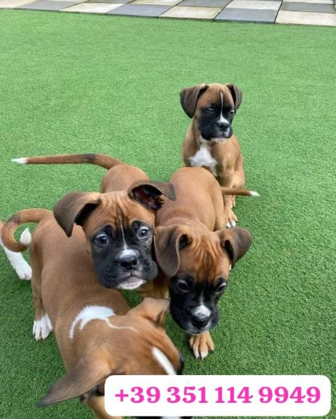 regala i nostri cuccioli di  Boxer maschi e femmine