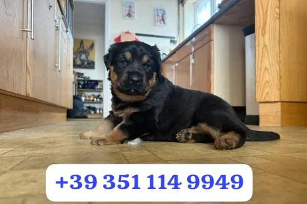 regala i nostri cuccioli di  Rottweiler maschi e femmine | Foto 1