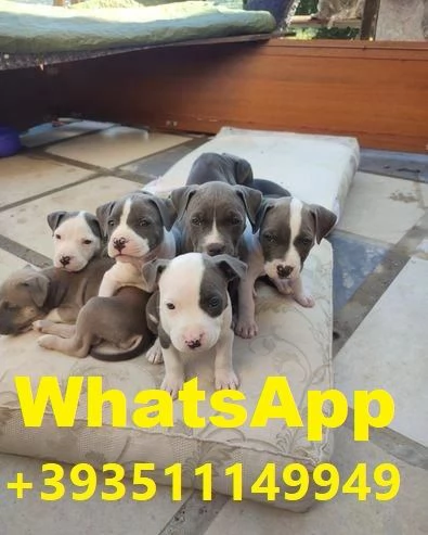 regala i nostri cuccioli di  Pitbull maschi e femmine | Foto 0
