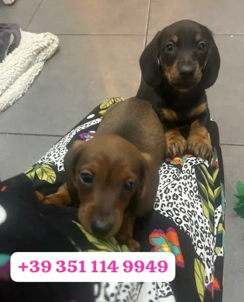 regala i nostri cuccioli di  Bassotto maschi e femmine | Foto 0