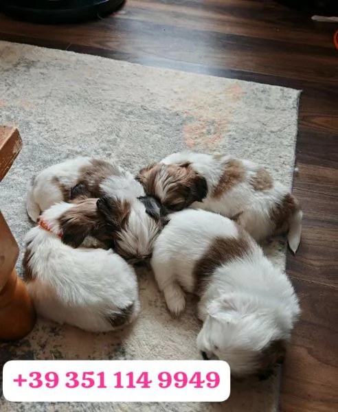 Regala un cucciolo di Shitzu maschio e femmina