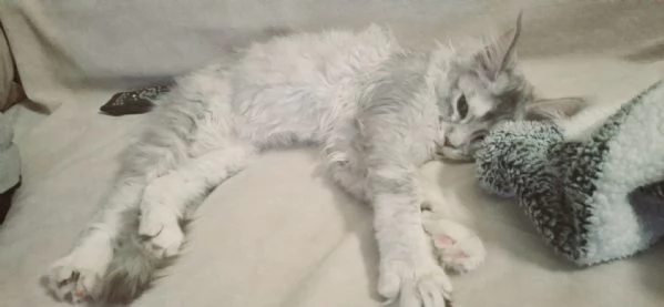 Coppia Maine coon | Foto 5