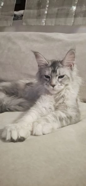 Coppia Maine coon | Foto 3