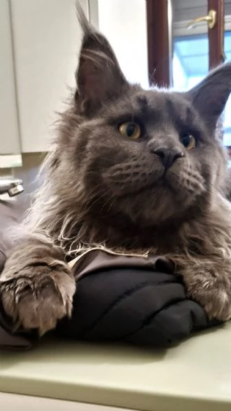 Coppia Maine coon | Foto 2