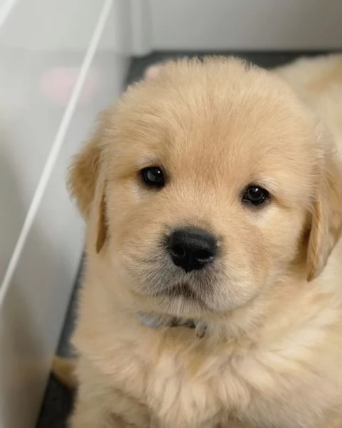 meravigliosi Golden Retriever per adozione | Foto 1