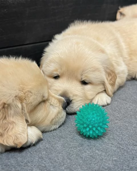 meravigliosi Golden Retriever per adozione | Foto 0