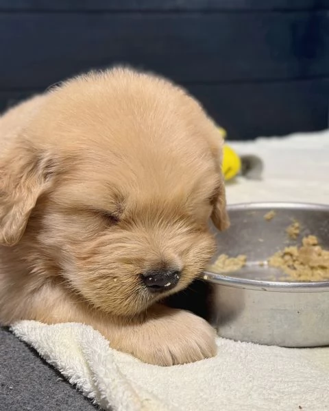 meravigliosi Golden Retriever per adozione | Foto 0