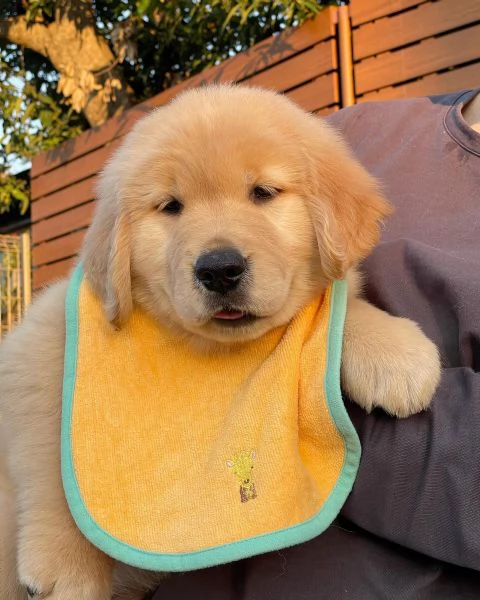 Sottobicchiere Divertente Golden Retriever – Regalo Originale Per Amanti Dei Cani In MDF E Sughero (9x9 Cm)