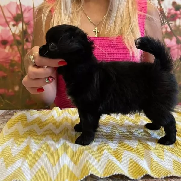 meravigliosi Chihuahua per adozione | Foto 0