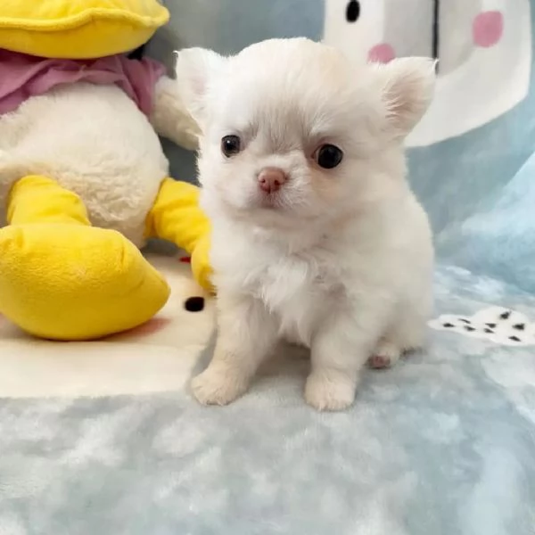 meravigliosi Chihuahua per adozione | Foto 1