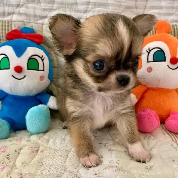 meravigliosi Chihuahua per adozione | Foto 3