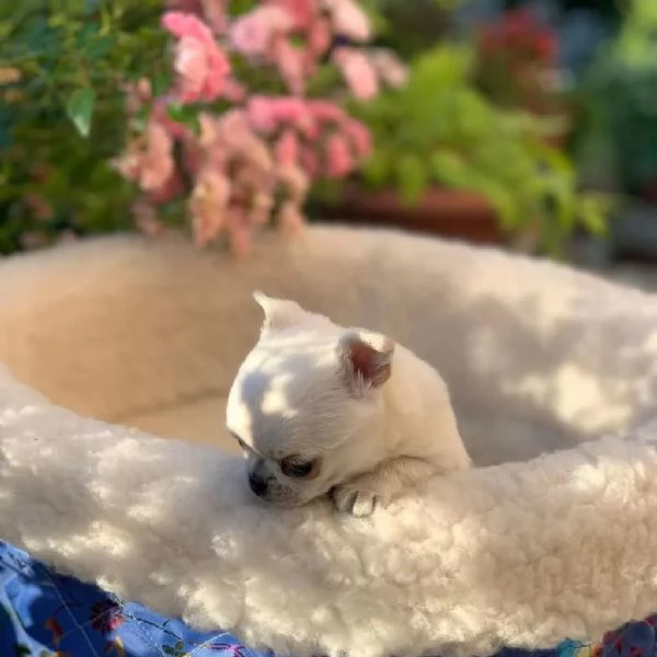 meravigliosi Chihuahua per adozione | Foto 0