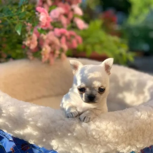 meravigliosi Chihuahua per adozione