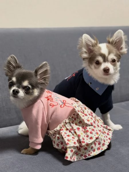 meravigliosi Chihuahua per adozione | Foto 4