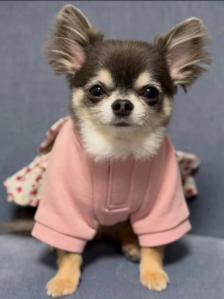 meravigliosi Chihuahua per adozione