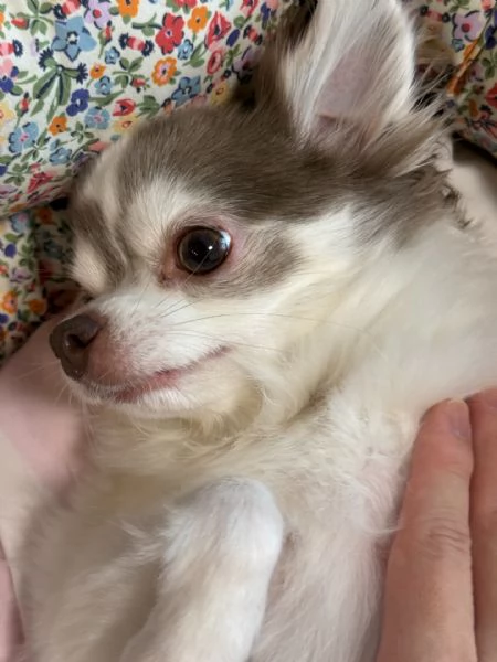 meravigliosi Chihuahua per adozione | Foto 4