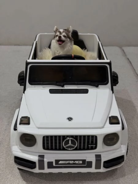 meravigliosi Chihuahua per adozione | Foto 2