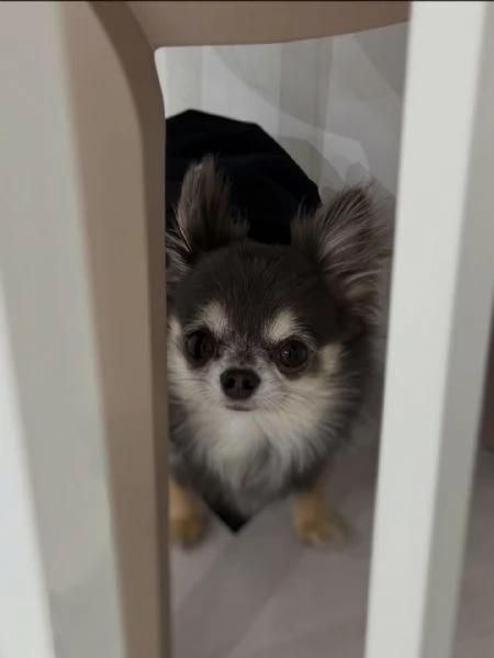 meravigliosi Chihuahua per adozione