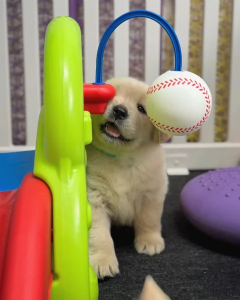 meravigliosi Golden Retriever per adozione