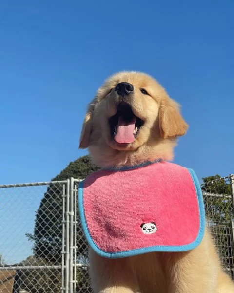 meravigliosi Golden Retriever per adozione | Foto 4