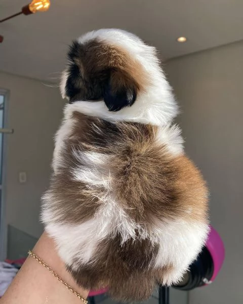 meravigliosi Shitzu per adozione | Foto 0