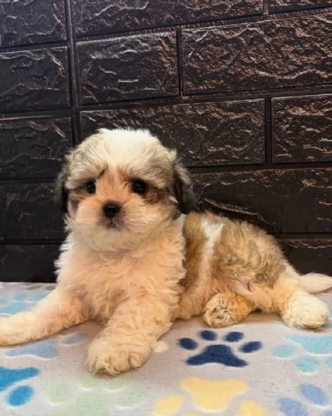 meravigliosi Shitzu per adozione