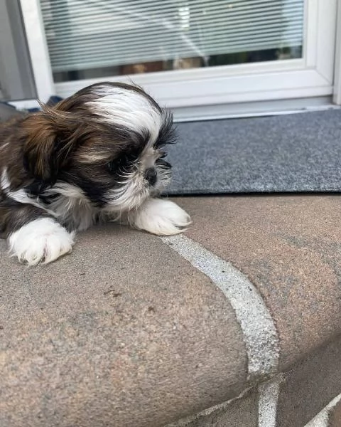 meravigliosi Shitzu per adozione | Foto 3