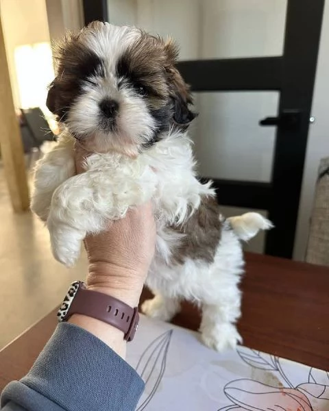 meravigliosi Shitzu per adozione | Foto 1