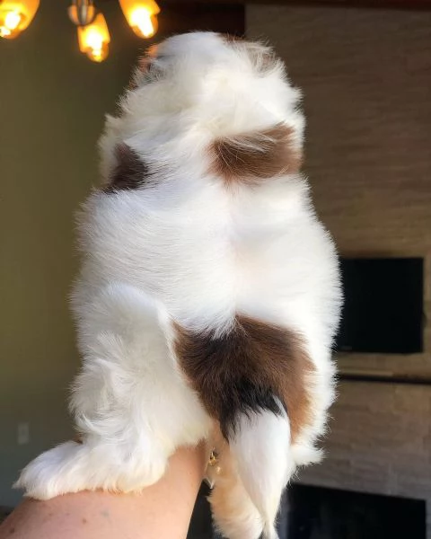 meravigliosi Shitzu per adozione | Foto 0