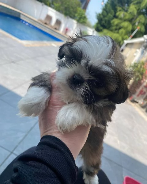 meravigliosi Shitzu per adozione | Foto 2