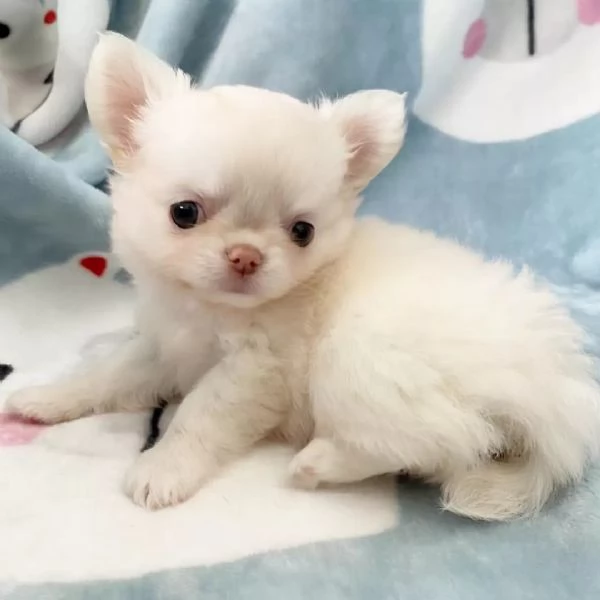 meravigliosi Chihuahua per adozione | Foto 2