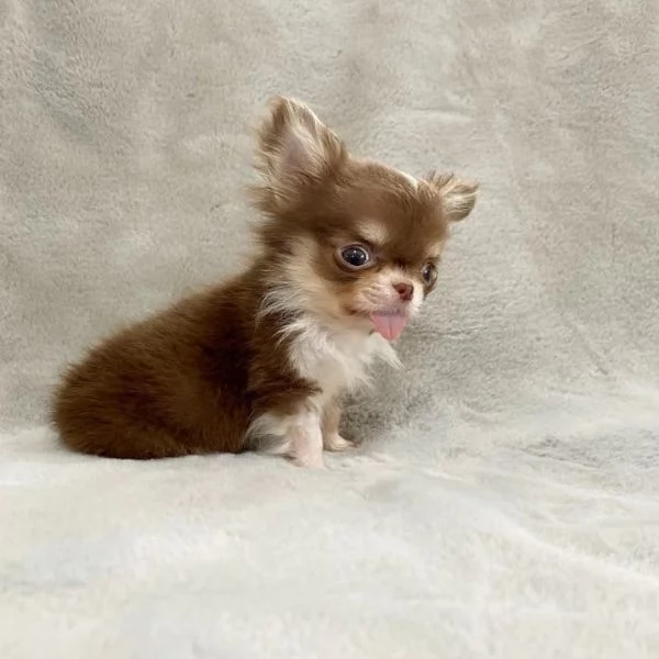 meravigliosi Chihuahua per adozione | Foto 2