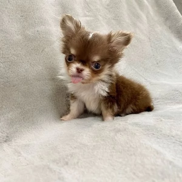 meravigliosi Chihuahua per adozione