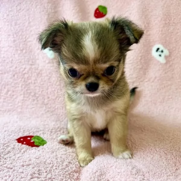 meravigliosi Chihuahua per adozione | Foto 0