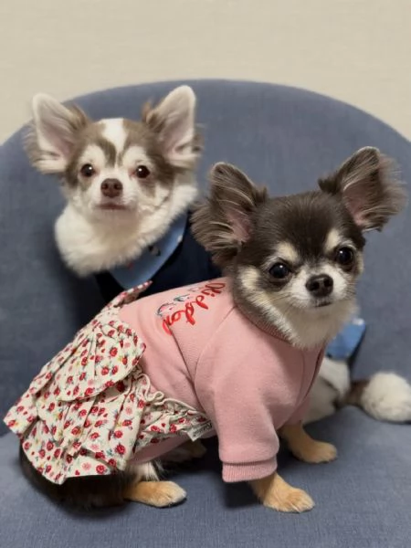 meravigliosi Chihuahua per adozione | Foto 4